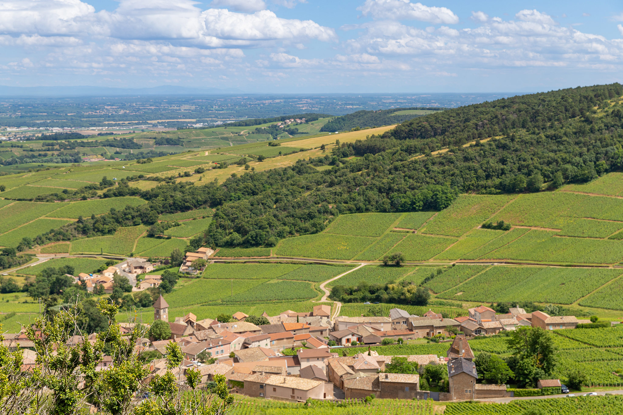 Vine commune Solutre-Pouilly